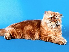 Jasper, Red Tabby Persian